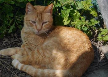 Chimo Bild von Chimo