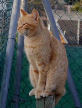Chimo Bild von Chimo