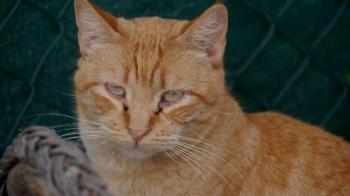 Chimo Bild von Chimo