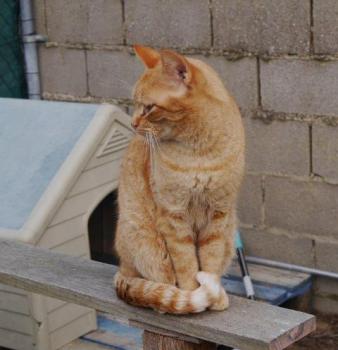 Chimo Bild von Chimo