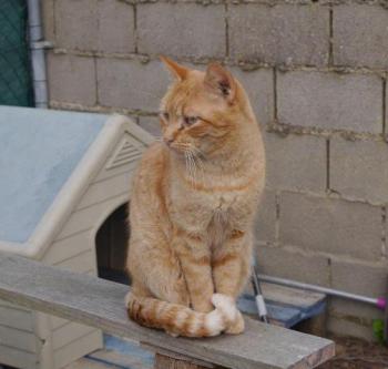 Chimo Bild von Chimo