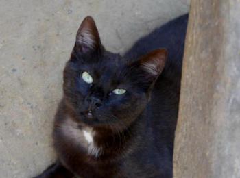 Bobo Bild von Bobo