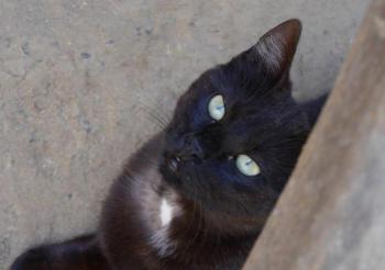 Bobo Bild von Bobo