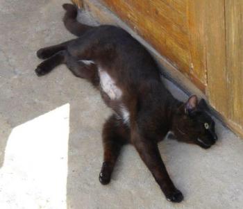 Bobo Bild von Bobo