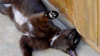 Bobo Bild von Bobo