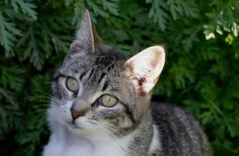 Bild von Ashanti