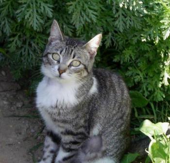 Bild von Ashanti