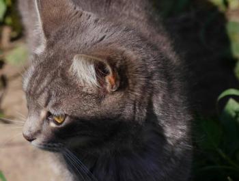 Bild von Bibi