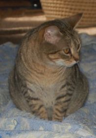 Migoya Bild von Migoya