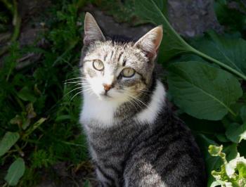 Bild von Ashanti