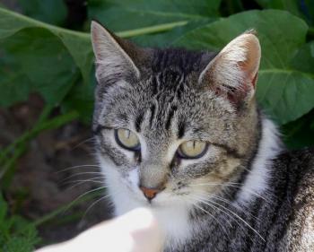 Bild von Ashanti