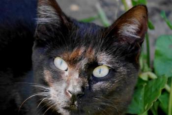 Bobo Bild von Bobo