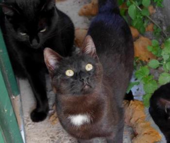 Bobo Bild von Bobo