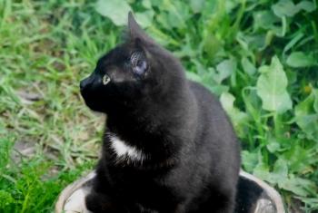 Bobo Bild von Bobo
