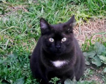 Bobo Bild von Bobo
