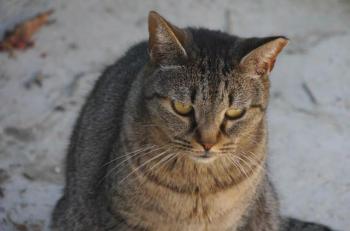 Zandra Bild von Zandra