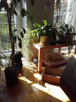 Pelat Bild von Pelat