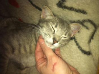 Bild von Sookie