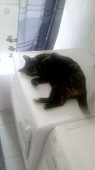 Loony Bild von Loony