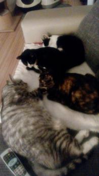 Loony Bild von Loony