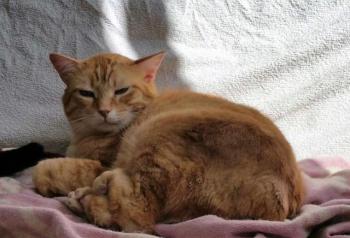 Dartacat Bild von Dartacat