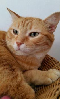 Dartacat Bild von Dartacat