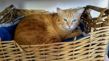 Dartacat Bild von Dartacat