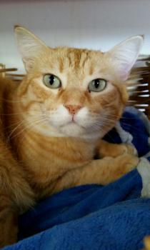 Dartacat Bild von Dartacat