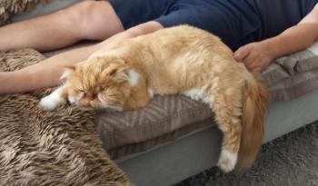 Bild von Lion King