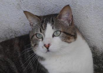 Caesar Bild von Caesar