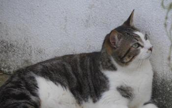 Caesar Bild von Caesar