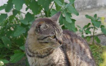 Mikesch Bild von Mikesch