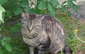 Mikesch Bild von Mikesch