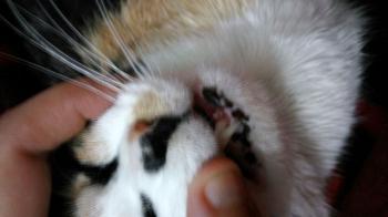 Bild von Muneca