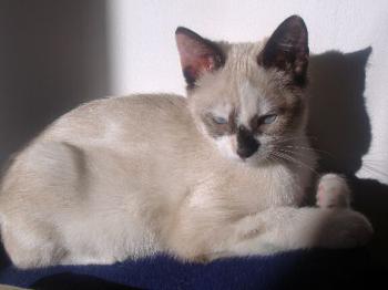 Knox Bild von Knox