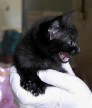 Nubia Bild von Nubia