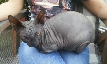 Bild von Blacky