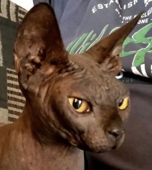 Bild von Blacky