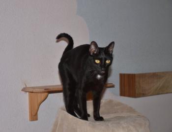 Grimm Bild von Grimm
