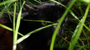 Yoyo Bild von Yoyo