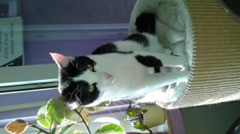 Rocky Bild von Rocky