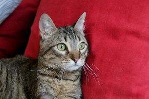 Lenny Bild von Lenny