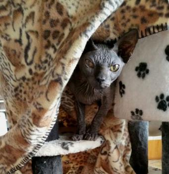 Bild von Blacky