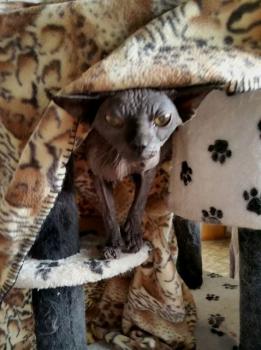 Bild von Blacky