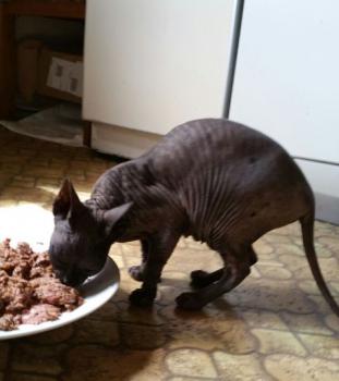 Bild von Blacky