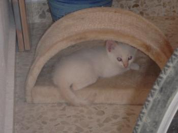 Bild von Khoa