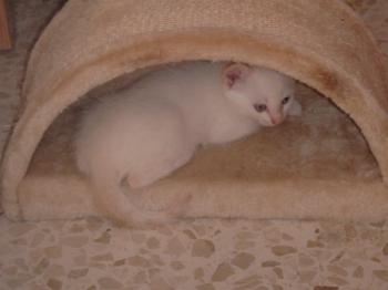 Bild von Khoa