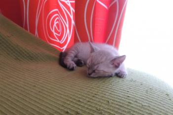 Chalita Bild von Chalita