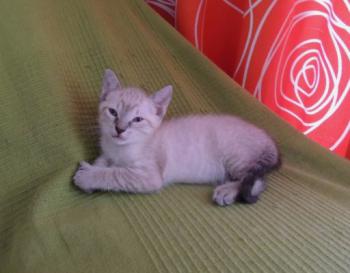 Chalita Bild von Chalita