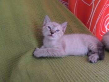 Chalita Bild von Chalita